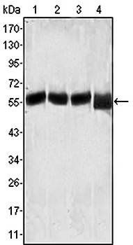 Lck Antibody