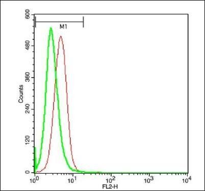 Phospho-LCK (Tyr394) Rabbit Polyclonal Antibody