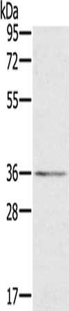 LCMT1 antibody
