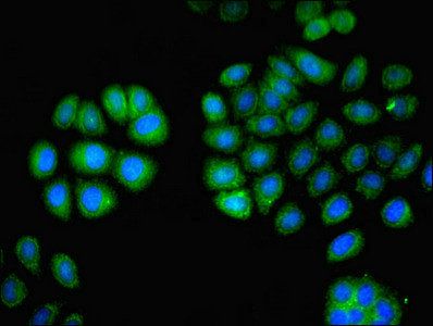 LCP1 Antibody
