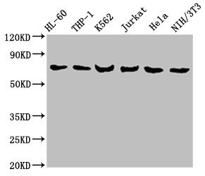 LCP1 Antibody