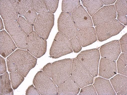 LDB1 antibody [N2C3]