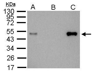 LDB1 antibody