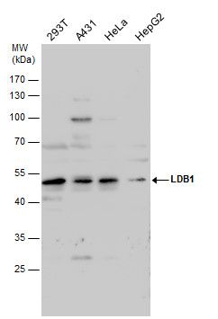 LDB1 antibody [N2C3]