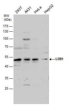 LDB1 antibody