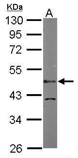 LDB1 antibody [N2C3]
