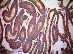 Goat anti-LDHC (aa 217 - 231) Antibody