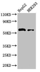 LDHD antibody