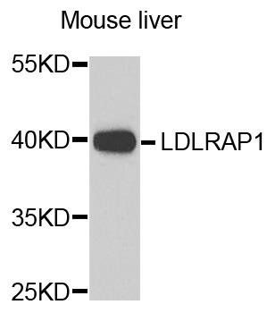 LDLRAP1 antibody