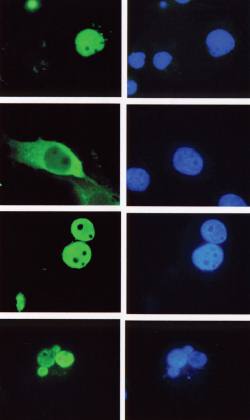 Mouse Human LEF-1 Antibody