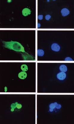 Mouse Human LEF-1 Antibody