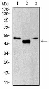 LEF1 Antibody