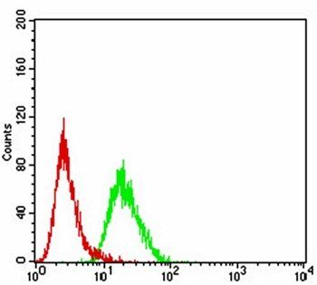 LEF1 Antibody