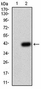 LEF1 Antibody