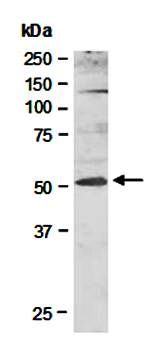 LEF1 (N) Antibody, Rabbit Polyclonal