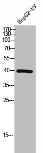 LEFTY1/LEFTY2 Antibody