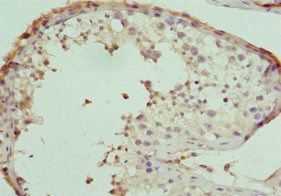 LELP1 antibody