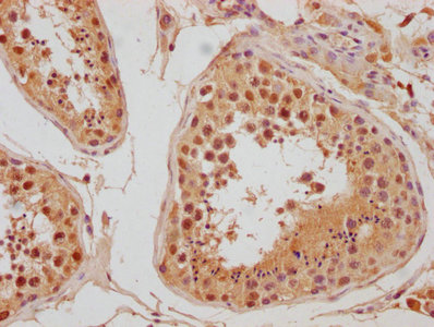 LEO1 antibody