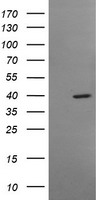 LEPRE1 Antibody