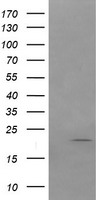 LEPRE1 Antibody