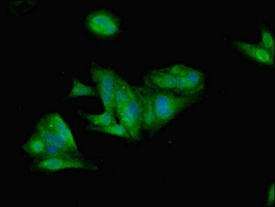 LEP Antibody