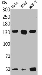 LEPR Antibody