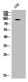 LEPR Antibody