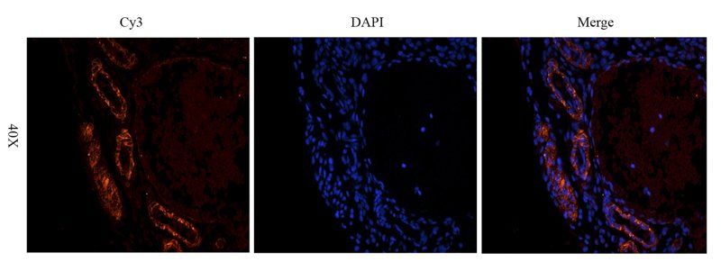 Leptin antibody