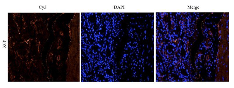 Leptin Receptor antibody