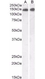 Goat anti-Leptin Receptor Antibody