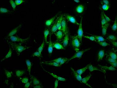 LETM1 antibody