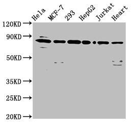 LETM1 antibody