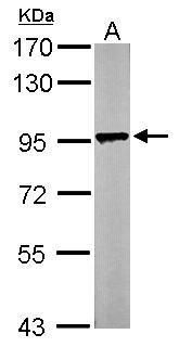 LETM1 antibody