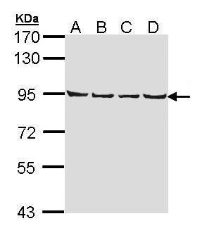 LETM1 antibody