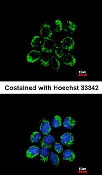 LETM1 antibody