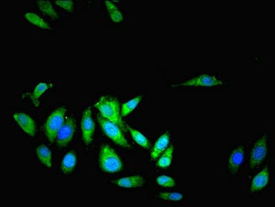 Leucine-rich repeat flightless-interacting protein 1 antibody