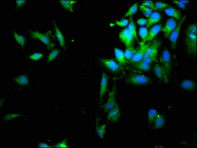 SERPINB1 Antibody