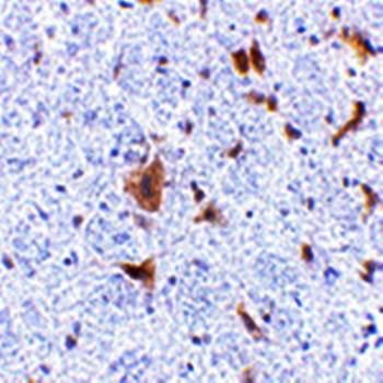 LFG Antibody