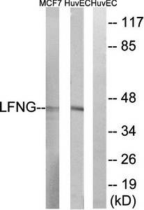 LFNG Antibody