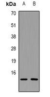 LGALS1 antibody