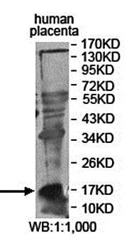 LGALS13 Rabbit Polyclonal Antibody