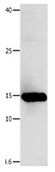 LGALS1 Rabbit Polyclonal Antibody