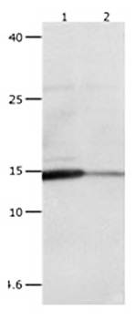 LGALS2 Rabbit Polyclonal Antibody