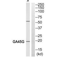 LGALS4 Antibody