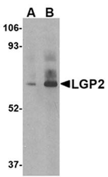LGP2 Antibody