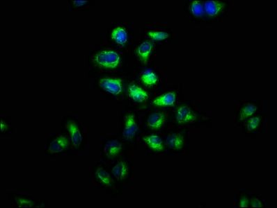 LGR4 Antibody