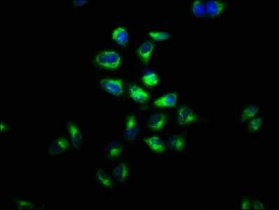 LGR4 antibody