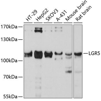 LGR5 antibody