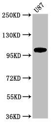 LGR6 antibody