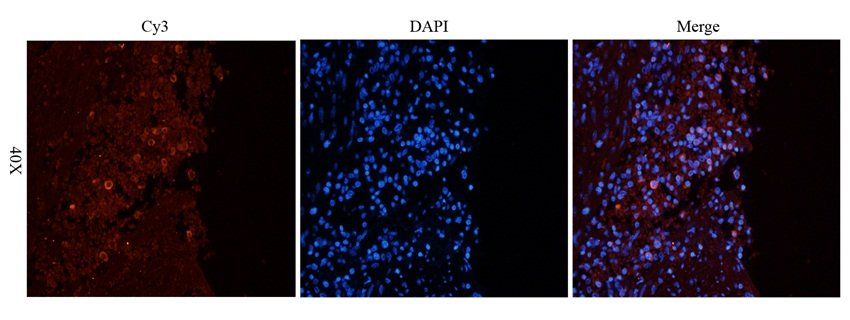 LGR7 antibody